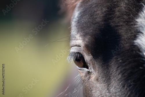 Eye of a beautiful black horse on a green background, space for text © Ella