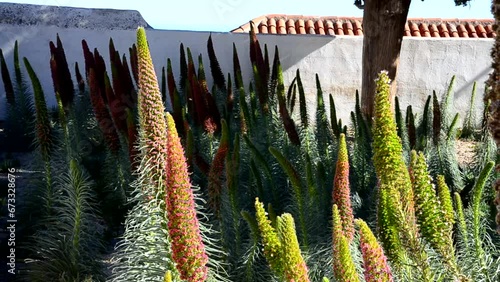 Blooming Tajinaste or Echium wildpretii plants with pink flowers in Vilaflor,Tenerife,Canary Islands,Spain.
Selective focus. photo