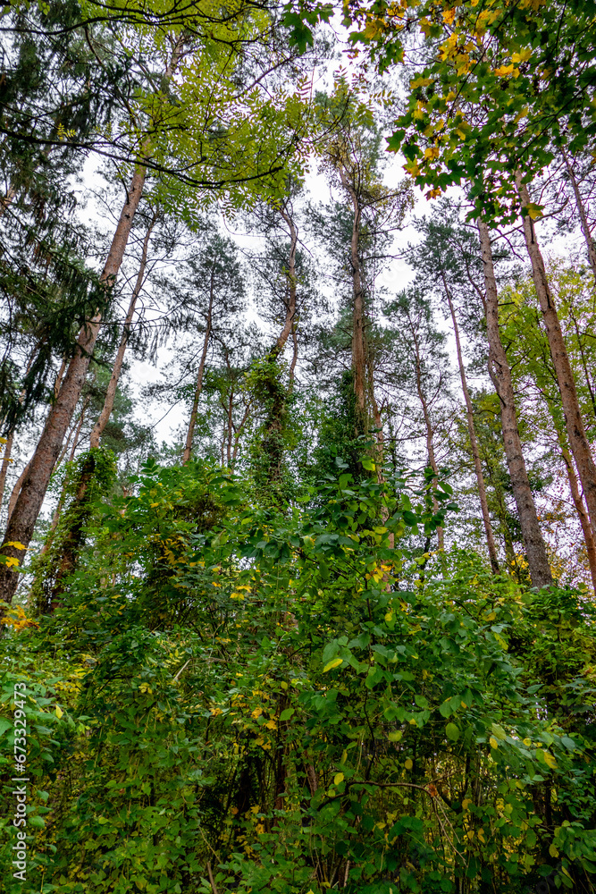 Fototapeta premium Frühherbstlicher Wald