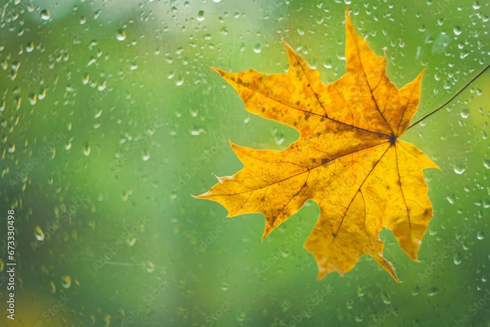 Autumn maple leaf yellow on glass with raindrops. Autumn weather. Rain outside window. Autumn maple leaf yellow on glass with raindrops. Autumn weather. Rain outside window.