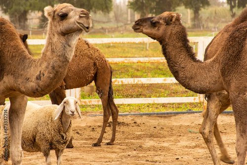 A sheep between a herd of camels on a camel farm on a dusty day.