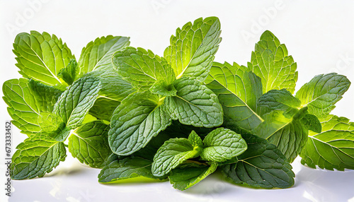 Fresh mint on white background. Mint leaves isolated. Melissa, peppermint close up. photo