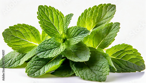 Fresh mint on white background. Mint leaves isolated. Melissa, peppermint close up.