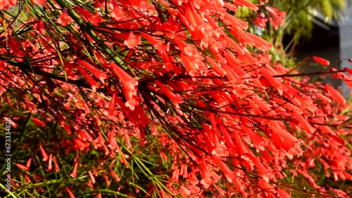 Pineleaf Penstemon (Penstemon pinifolius,Beardtongue) red flowers as a nature background.Tropical plants concept.
 photo