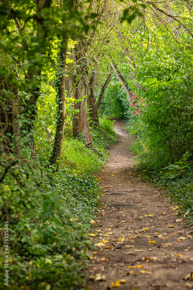 Malerischer Hiking Trail durch üppige Natur in einem grünen Wald in Deutschland