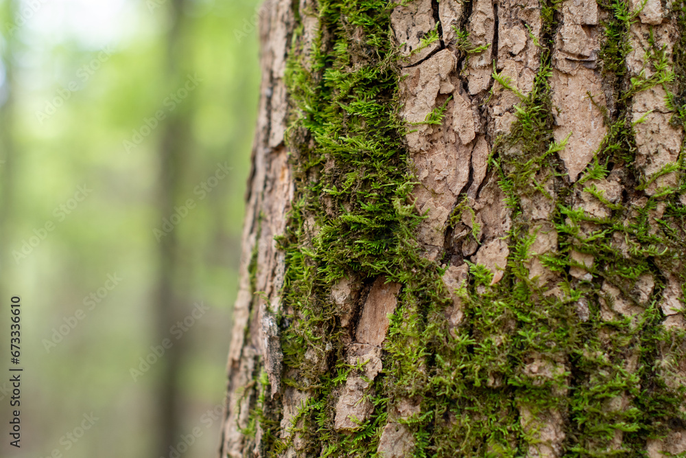 Green Mossy Bark with a Soft Focused Woodland Background ~BARK OF A TREE~ Green Mossy Bark with a Soft Focused Woodland Background ~BARK OF A TREE~