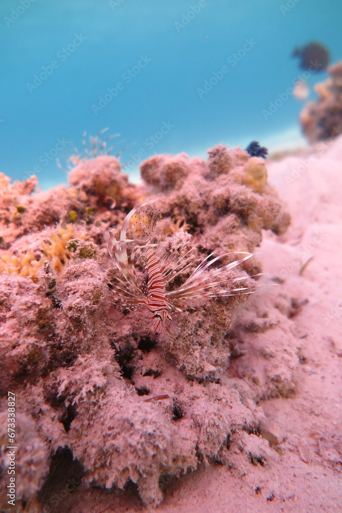 Red Sea - Marsa Alam - dream lagoon Red Sea - Marsa Alam - dream lagoon