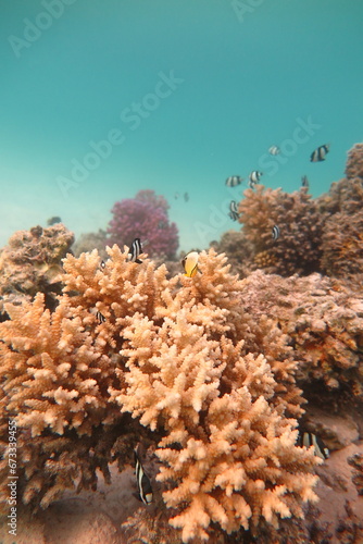 Red Sea - Marsa Alam - dream lagoon