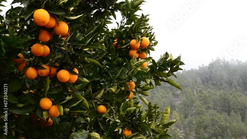 Orange tree with fresh ripe oranges in the garden of Tenerife,Canary Islands,Spain.Orchard,tropical fruits harvest concept .