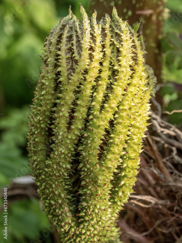 Gunnera manicata closeup of shoots in springtime, aka Giant Rhubarb.