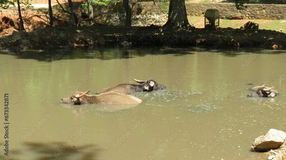 Fototapeta premium Wildlife Zoo Safari wild animals