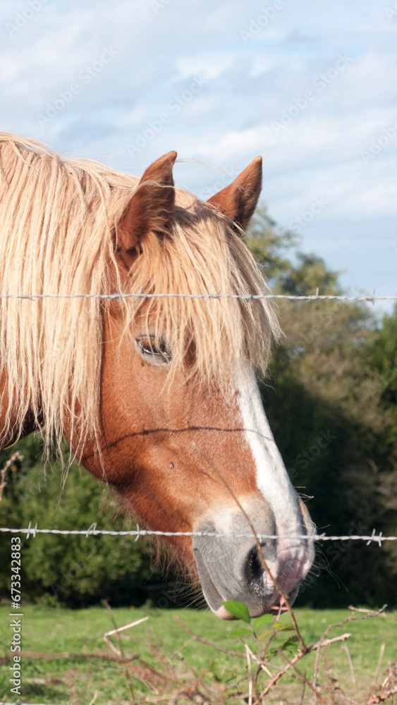 Obraz premium Cabeza de caballo marrón con pelo blanco