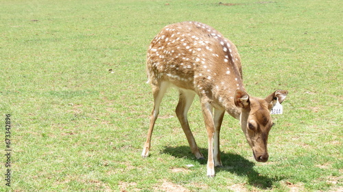 Canvas Print Wildlife Zoo Safari wild animals