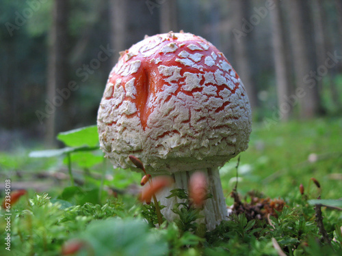 Amanita Muscaria allo stadio giovanile