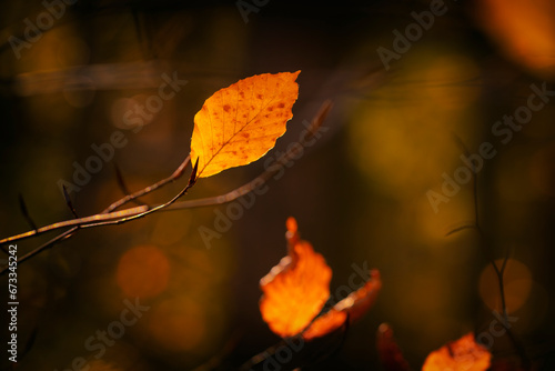 Jesienny pejzaż. Żółte jesienne liście na drzewach