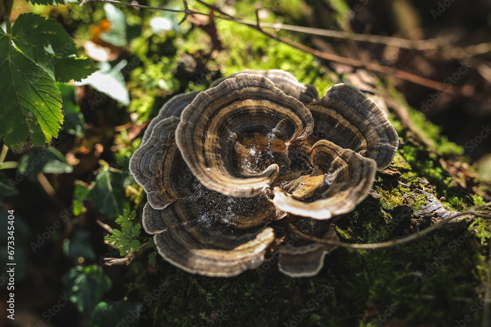 beautiful, edible and inedible mushrooms in the forest, growing near the water, on trees, in gorges, in the grass. beautiful, edible and inedible mushrooms in the forest, growing near the water, on trees, in gorges, in the grass.