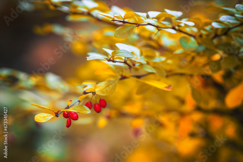 Jesienny pejzaż. Kolorowe jesienne liście na drzewach