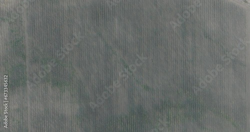 Aerial footage over an Olive plantation in Kakheti, Georgia photo