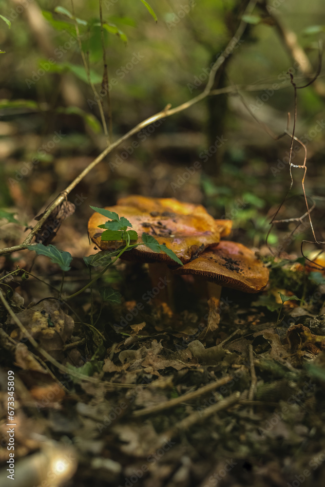 Obraz premium beautiful, edible and inedible mushrooms in the forest, growing near the water, on trees, in gorges, in the grass.