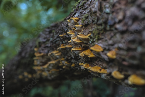 beautiful, edible and inedible mushrooms in the forest, growing near the water, on trees, in gorges, in the grass.