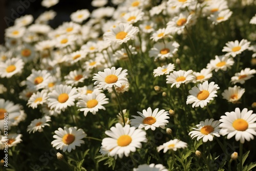 A field filled with beautiful daisies. Generative AI