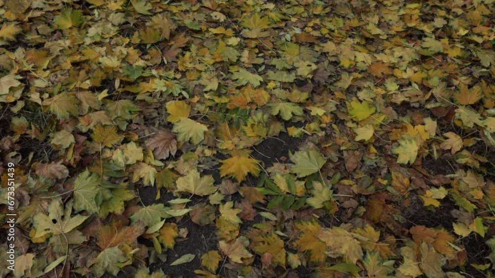 yellow leaves on dirty road natural background. yellow leaves on dirty road natural background.