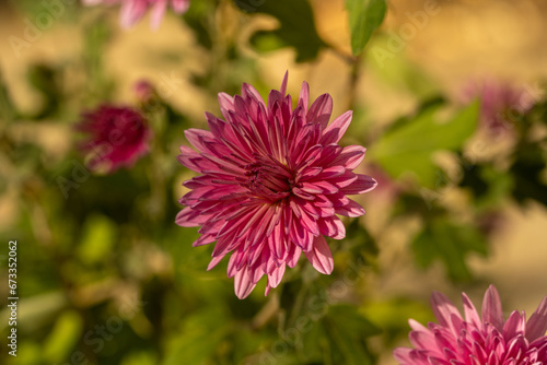 pink chrysanthemum partially opened flower chrysanthemum, autumn 