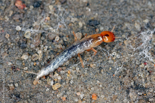 A larva of tiny beetle from the Rove beetle (Staphylinidae) family. Common in the soil in agrocenoses and cultivated fields. A beneficial, predator that eats plant pests.