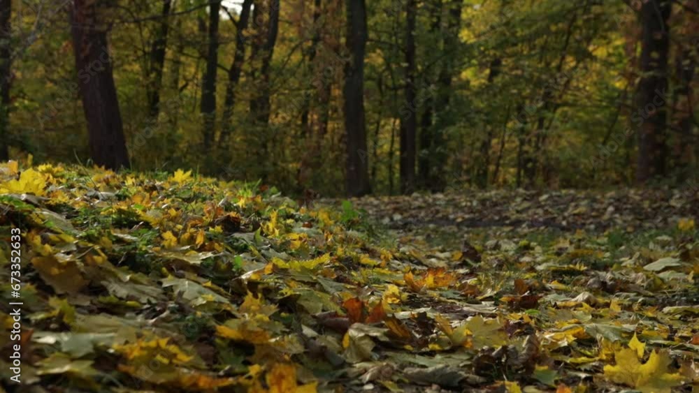 close up of autumn yellow leaves in forest close up of autumn yellow leaves in forest