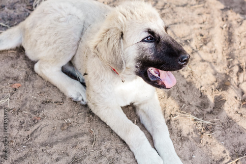 Great Pyrenees and Anatolian Shepherd puppy mix headshot closeup 