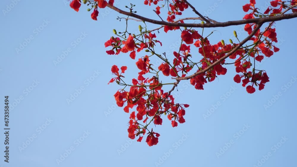 Close-Up of Flamboyant tree or Delonix regia on blue sky the summer naturel background Close-Up of Flamboyant tree or Delonix regia on blue sky the summer naturel background