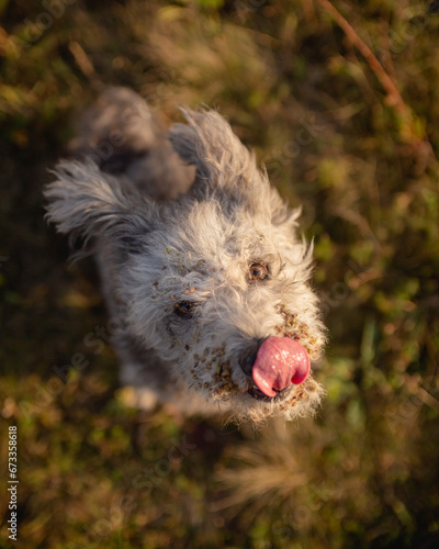 rare hungarian herding breed pumi dog portrait licking her nose at sunset photo