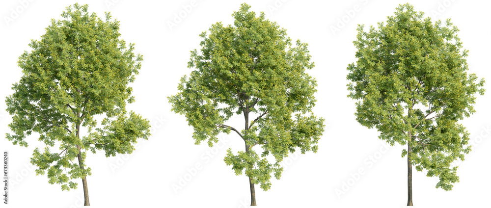 set of trees, 3D rendering, isolated on a transparent background. Perfect for illustration, digital composition, and architecture visualization set of trees, 3D rendering, isolated on a transparent background. Perfect for illustration, digital composition, and architecture visualization
