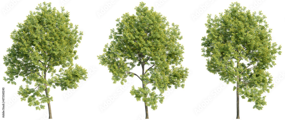 set of trees, 3D rendering, isolated on a transparent background. Perfect for illustration, digital composition, and architecture visualization