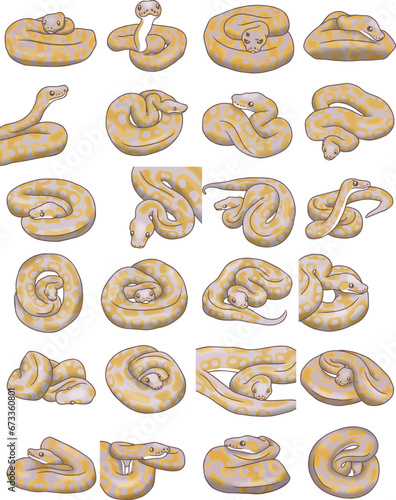 Ball python snake coral glow