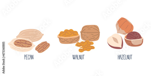 Nut Kernels Pecan, Walnut and Hazelnut. Nutritious, Edible Seeds Enclosed In Hard Shells. Snack, Rich In Healthy Fats