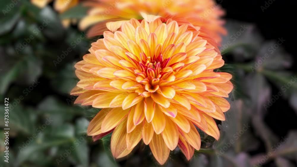 Red and orange Dahlia Flower Opens and Wilts in Time Lapse on a Black Background. The Plant has Faded After the Blooming Red and orange Dahlia Flower Opens and Wilts in Time Lapse on a Black Background. The Plant has Faded After the Blooming