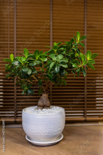 Ficus ginseng in interior.