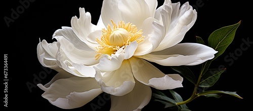 Fototapeta Naklejka Na Ścianę i Meble -  Close up view of a peony with white petals