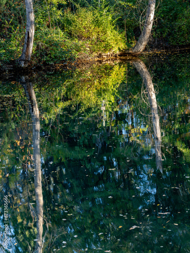 Fototapeta Naklejka Na Ścianę i Meble -  Tree reflection in a pond located at a city park