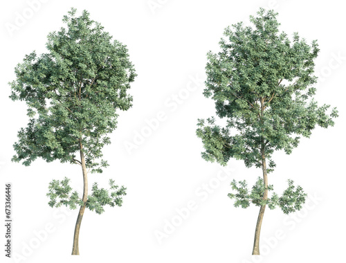 set of trees  3D rendering  isolated on a transparent background. Perfect for illustration  digital composition  and architecture visualization