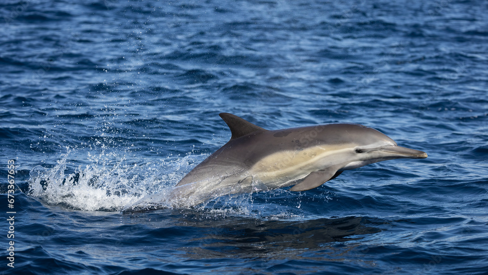 Fototapeta premium dolphin in the water