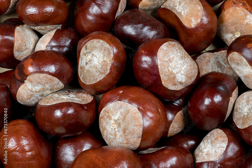 Closeup view of European horse-chestnut (buckeye), known for its toxicity Closeup view of European horse-chestnut (buckeye), known for its toxicity