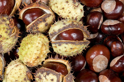 Closeup view of closeup of horse-chestnut or European horsechestnut or buckeye, known for its toxicity
