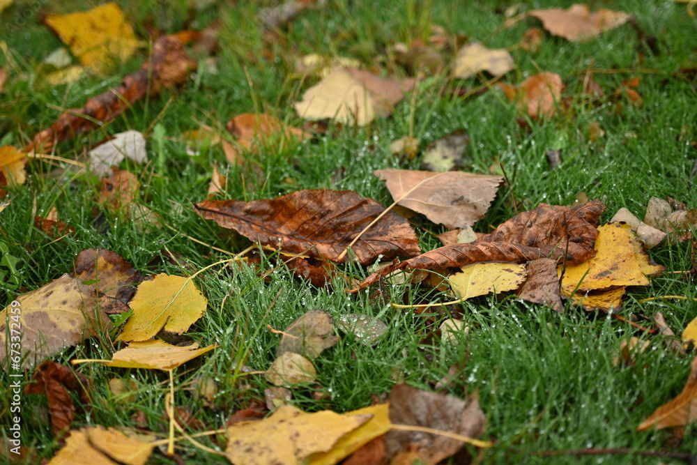 yellow fallen leaves of poplar, yellow brown leaves on a green background yellow fallen leaves of poplar, yellow brown leaves on a green background