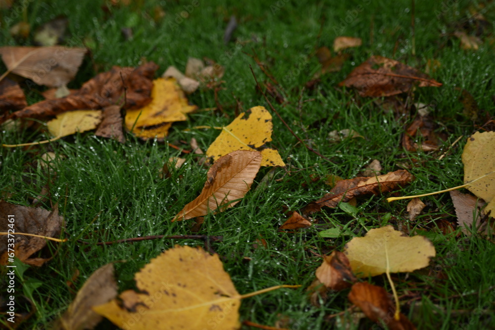 yellow fallen leaves of poplar, yellow brown leaves on a green background yellow fallen leaves of poplar, yellow brown leaves on a green background