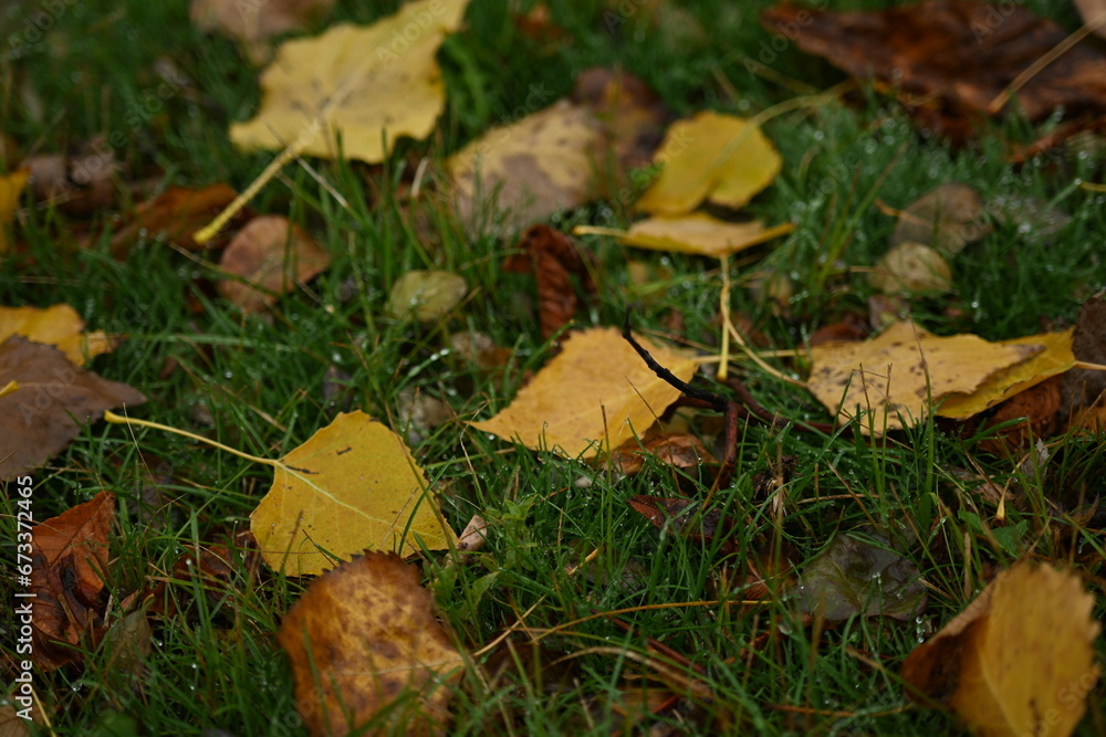 yellow fallen leaves of poplar, yellow brown leaves on a green background yellow fallen leaves of poplar, yellow brown leaves on a green background