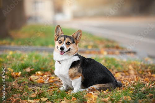 Beautiful Welsh Pembroke Corgi dog with fluffy tail and autumn background