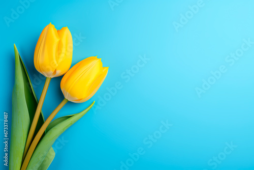 yellow tulip on blue background and place for text . Bright image. 
