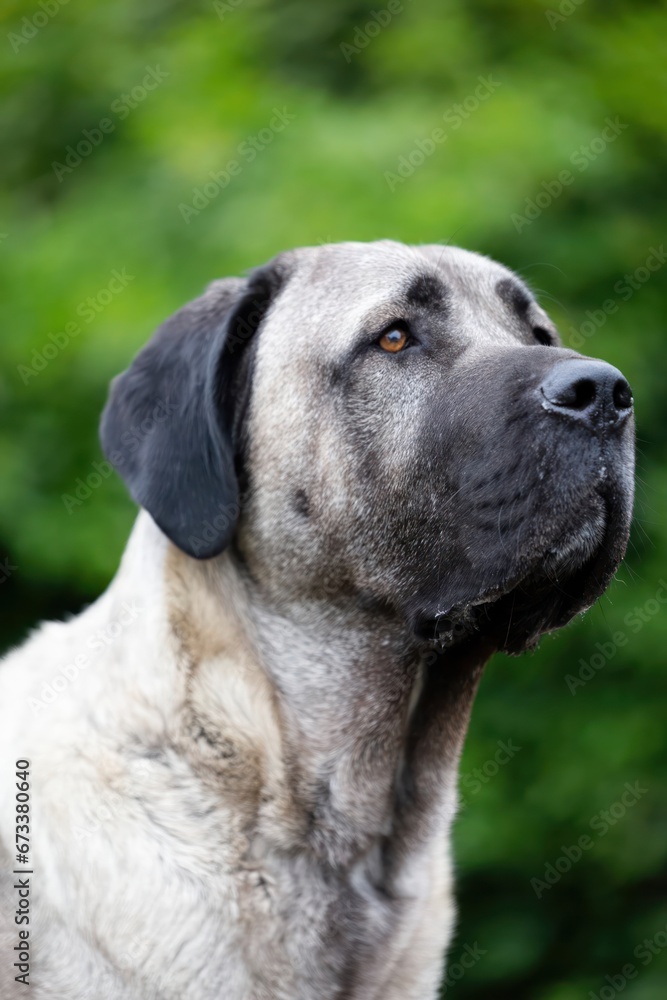 Anatolian Shepherd dog, Kangal dog, pet, dog, animal, pet, canine, puppy, portrait, mammal, breed, cute, brown, isolated, white, boxer, domestic, mastiff, boerboel, sitting, white 